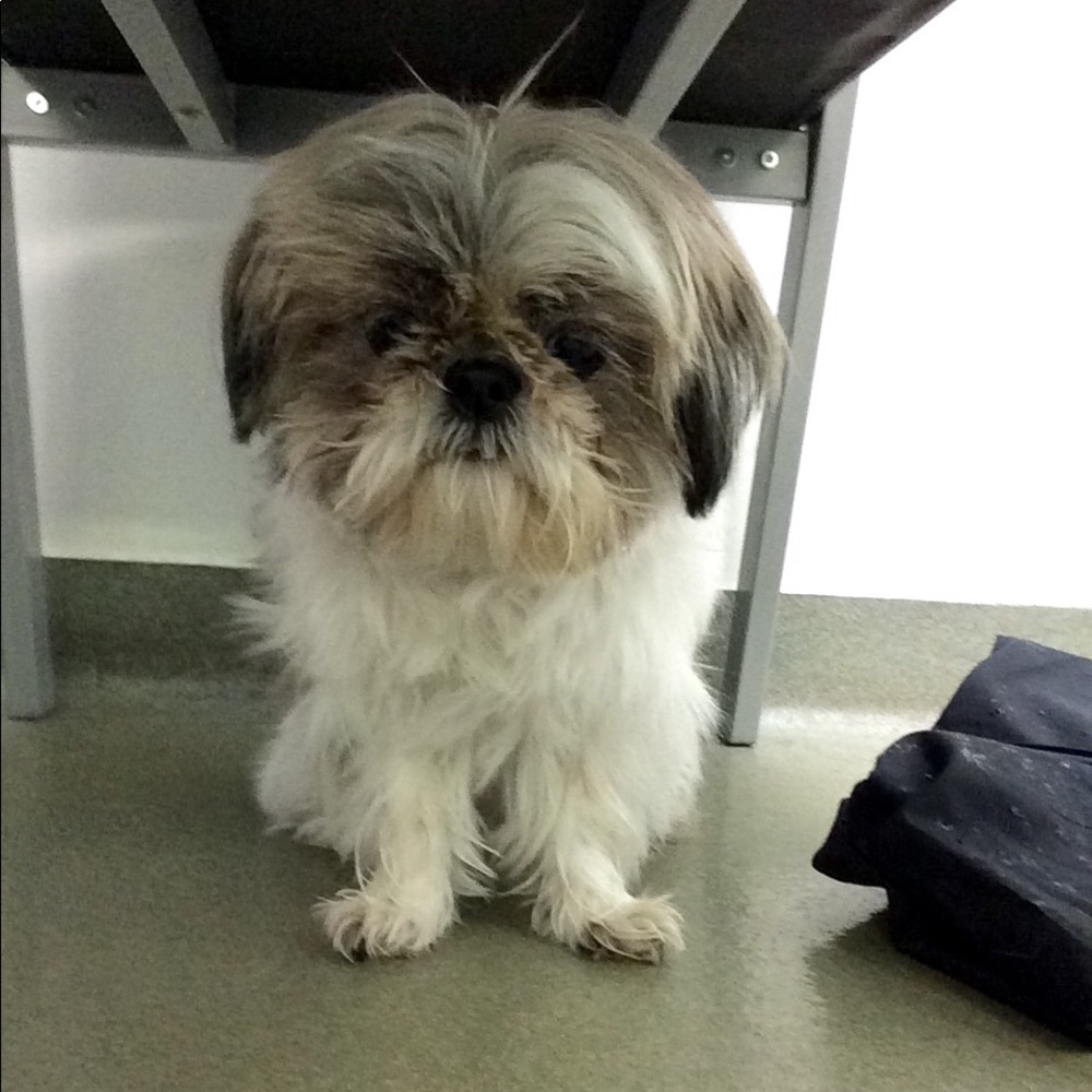 Meet your Posher, Ashlie